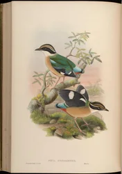 Pitta bengalensis = Pitta brachyura